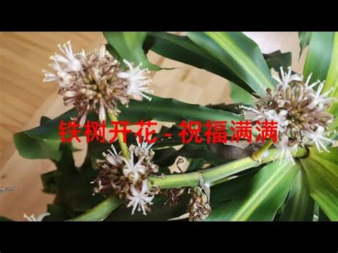 鐵樹開花兆頭|鐵樹開花的風水意義